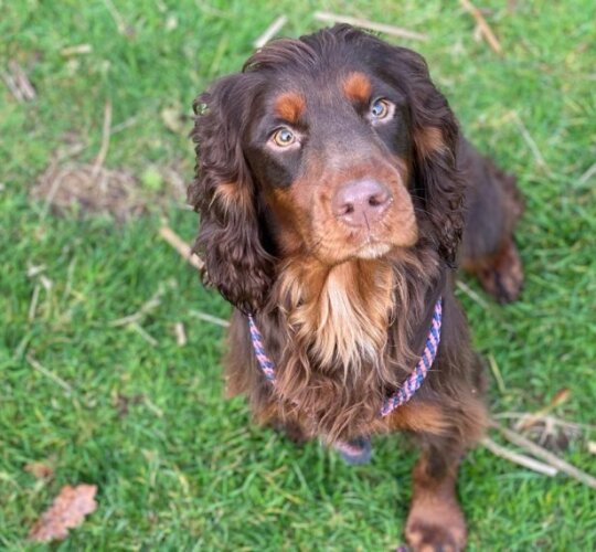 Cocker Spaniel (Working &amp; Show)