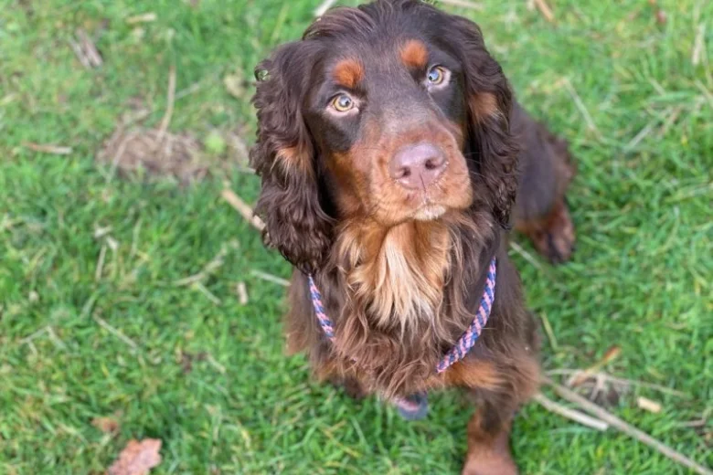 Cocker Spaniel (Show) - Dogs