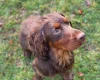 Cocker Spaniel (Show) - Dogs