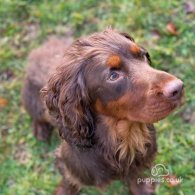 Cocker Spaniel (Working & Show) - Dogs