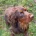 Cocker Spaniel (Show) - Dogs