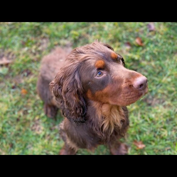 Cocker Spaniel (Working &amp; Show) - Dogs