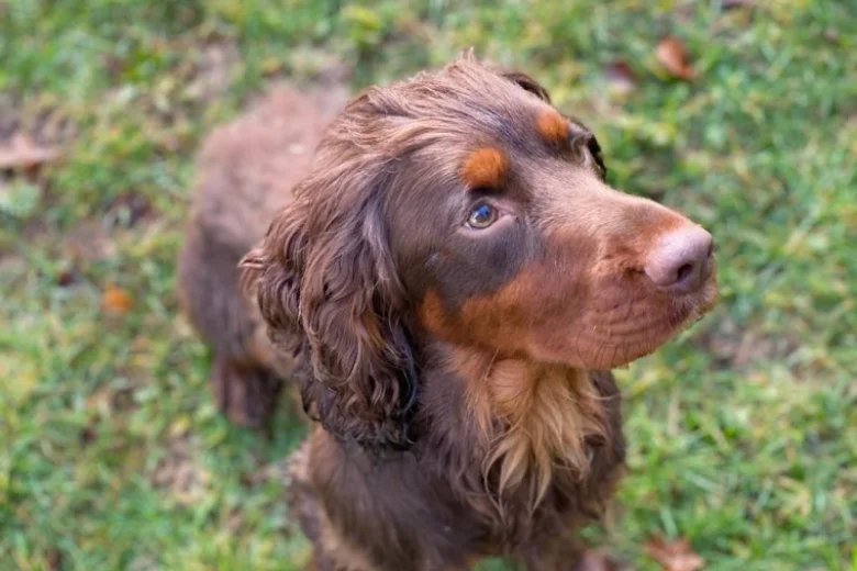 Cocker Spaniel (Show) - Dogs