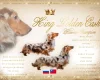 Dachshund (Smooth Haired) - Dogs