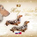 Dachshund (Smooth Haired) - Dogs