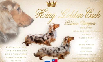 Dachshund (Smooth Haired) - Dogs