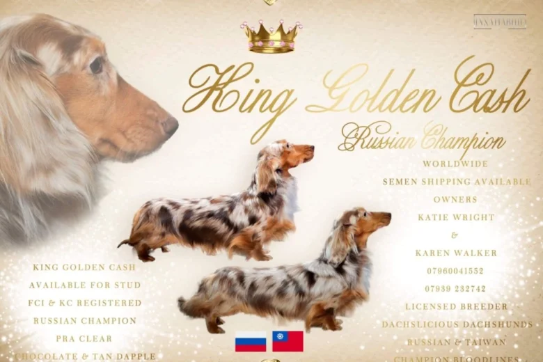 Dachshund (Smooth Haired) - Dogs