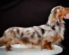 Dachshund (Smooth Haired) - Dogs