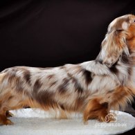 Dachshund (Standard & Miniature) - Dogs