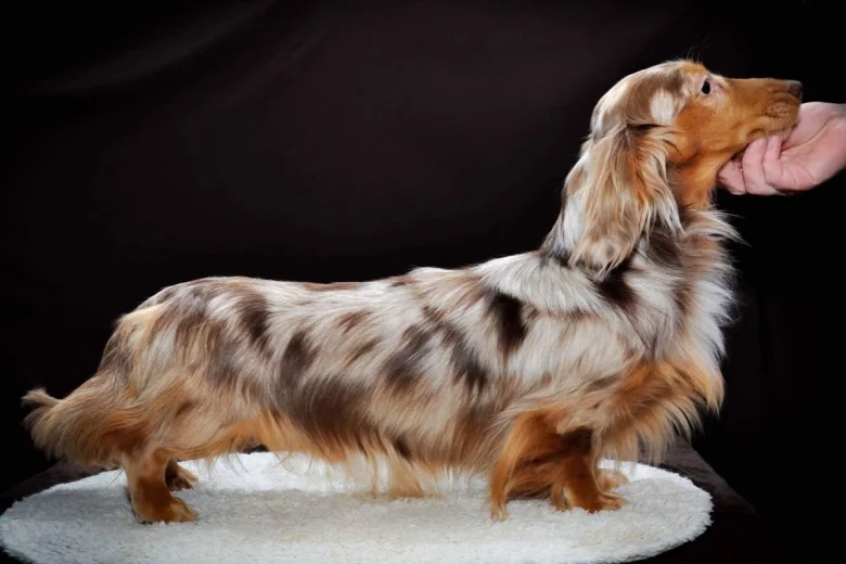 Dachshund (Smooth Haired) - Dogs