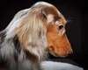 Dachshund (Smooth Haired) - Dogs