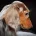 Dachshund (Smooth Haired) - Dogs