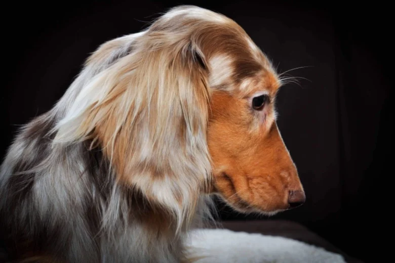 Dachshund (Smooth Haired) - Dogs