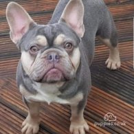 French Bulldog - Dogs