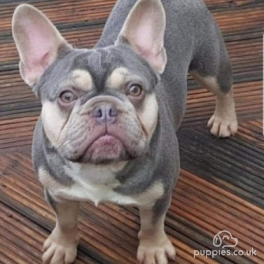 French Bulldog - Dogs