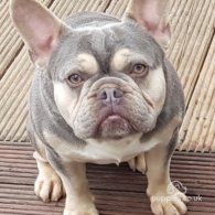 French Bulldog - Dogs