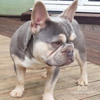 French Bulldog - Dogs