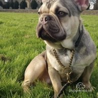 French Bulldog - Dogs