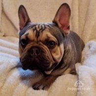 French Bulldog - Dogs