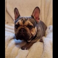 French Bulldog - Dogs