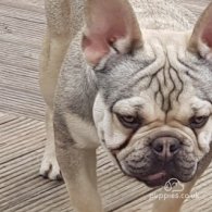 French Bulldog - Dogs