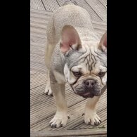 French Bulldog - Dogs