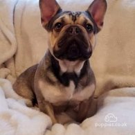 French Bulldog - Dogs