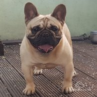 French Bulldog - Dogs