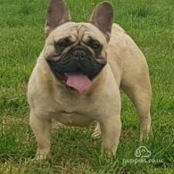 French Bulldog - Dogs