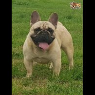 French Bulldog - Dogs