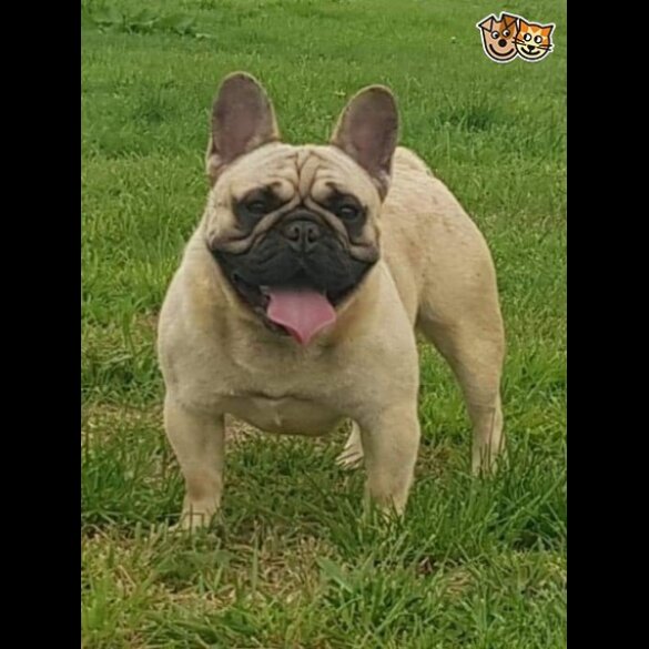 French Bulldog - Dogs