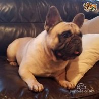 French Bulldog - Dogs