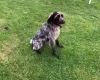German Pointer - Dogs