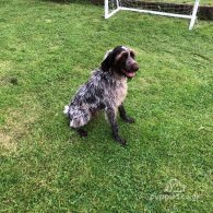 German Pointer - Dogs