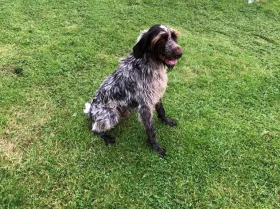 German Pointer - Dogs