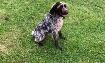 German Pointer - Dogs