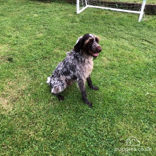 German Pointer - Dogs