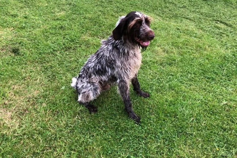 German Pointer - Dogs