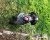 German Pointer - Dogs
