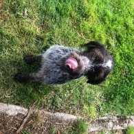 German Pointer - Dogs