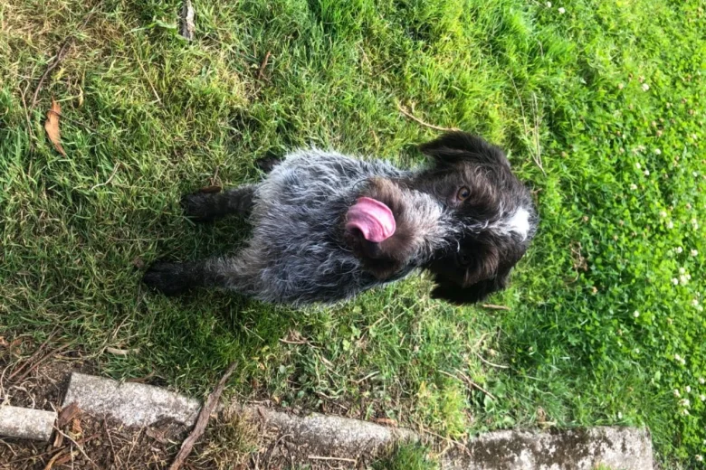German Pointer - Dogs