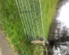 German Pointer - Dogs