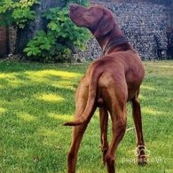 Hungarian Vizsla - Dogs