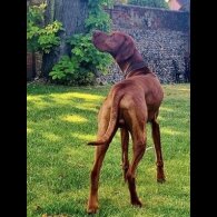 Hungarian Vizsla - Dogs