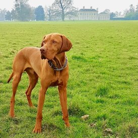 Hungarian Vizsla - Dogs