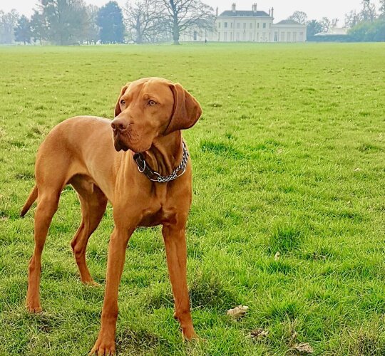 Hungarian Vizsla