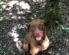 Hungarian Vizsla - Dogs