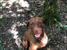 Hungarian Vizsla - Dogs