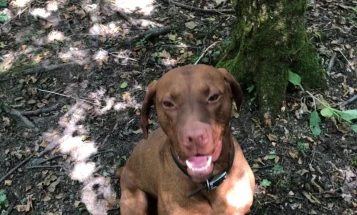 Hungarian Vizsla - Dogs