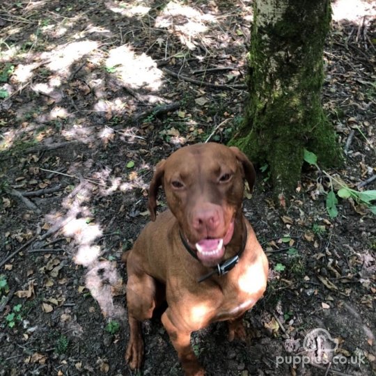 Hungarian Vizsla - Dogs